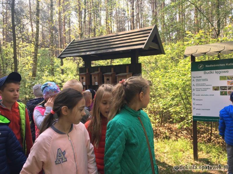 Zajęcia edukacyjne w lesie